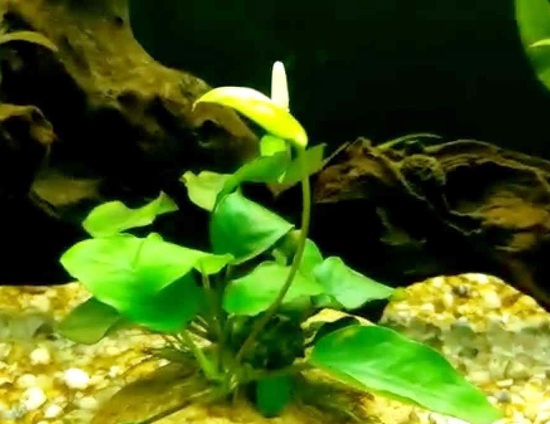 Anubias Nana آنوبیاس نانا در آب گیاه آبزی زیبا گل دادن